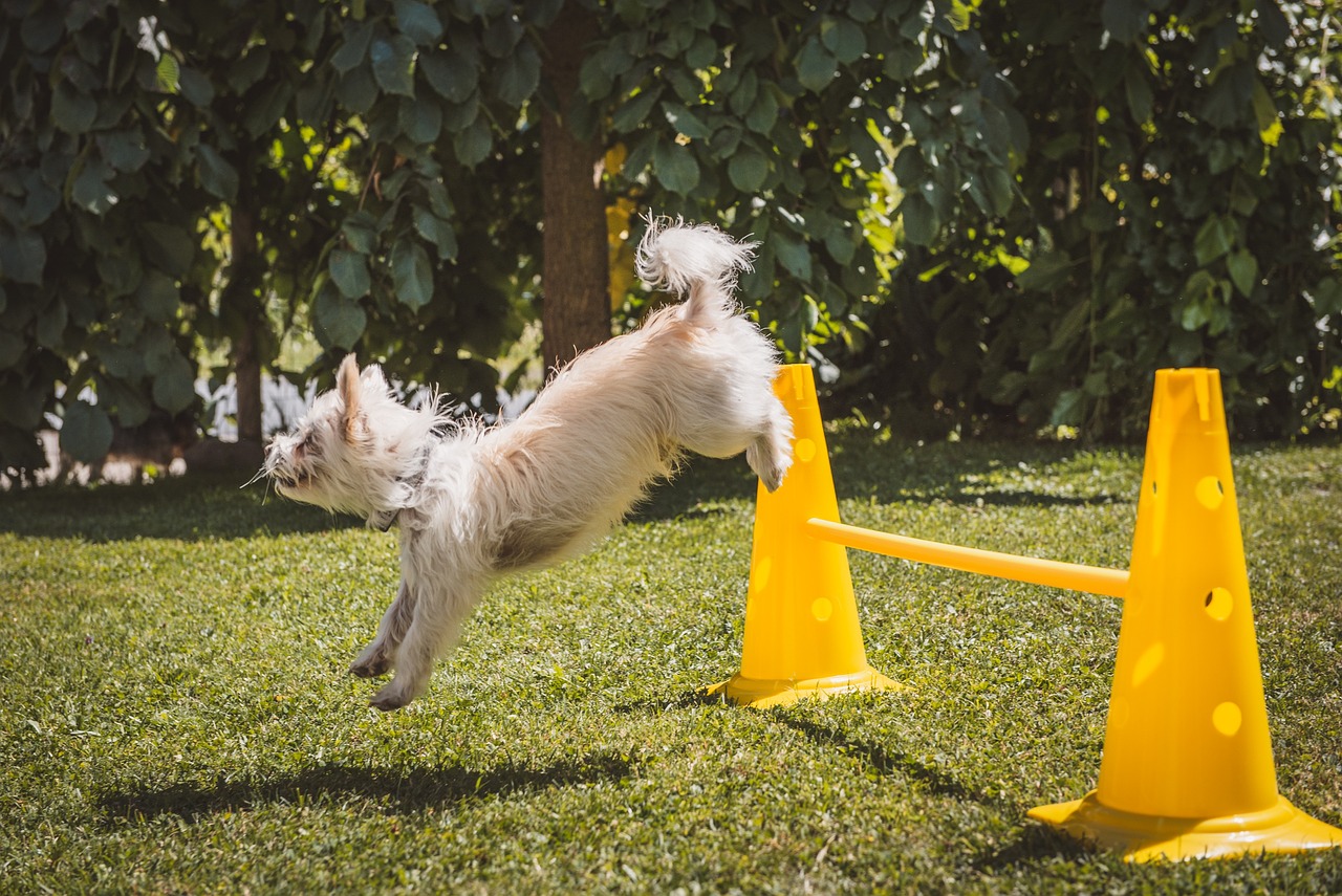 How to Teach Your Pet Basic Commands for Safety